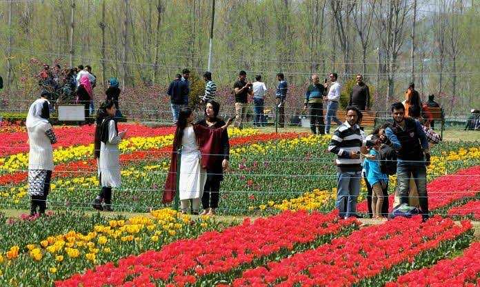 Tulip Garden Srinagar to Close for Public from April 24 Evening: Director Floriculture Kashmir tulip garden swipse